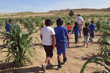 Hopi children and adults walking through corn plants