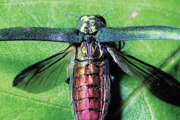 The invasive emerald ash borer