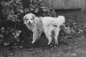 An archival photograph of a small, white woolly dog 