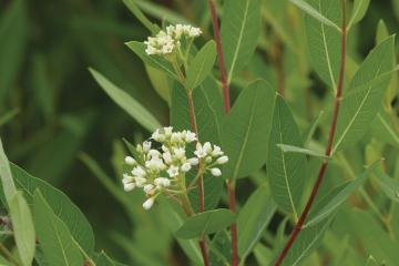 Dogbane plant with blooming small, white flowers