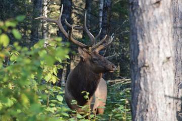 An elk pokes out from the trees in a forest in Wisconsin.