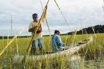 Two men, members of the White Earth Band of Ojibwe, harvest wild rice from a canoe