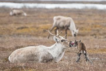 A caribou mom licks her calf