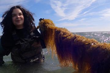 A Shinnecock woman standing in the bay holds up a string draped in kelp