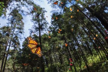 Monarch butterflies in flight among evergreen trees