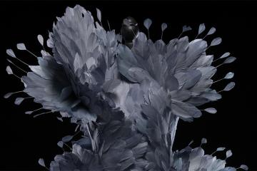 Detail of a feathered dress