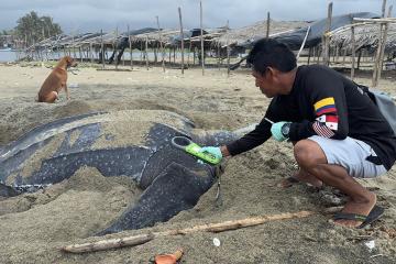 A person reaches a handheld scanner towards a giant leatherback sea turtle on the beach