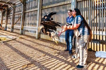 Two people release an eagle, who takes flight within an aviary