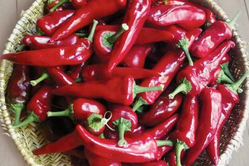Bowl filled with harvested tree chiles.