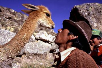 Person looking at vicuna