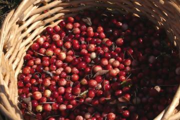 A woven basket filled with cranberries